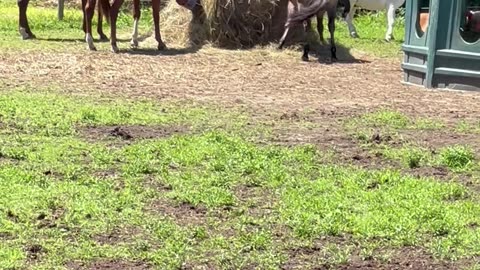 Gotta Scratch That Itch!