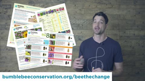 Bumblebees and honeybees - what's the difference?