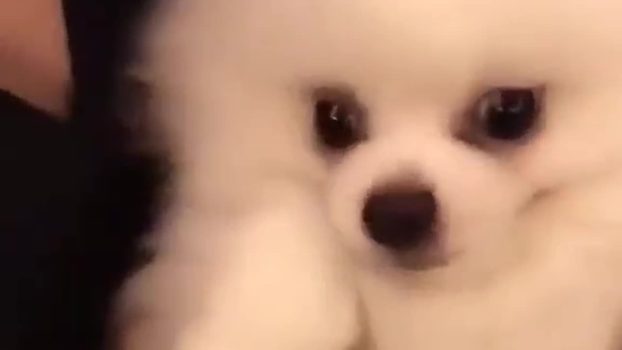angry dog