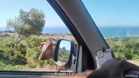 "Animals Being Absolute CHAOS for 10 Minutes Straight 😂"