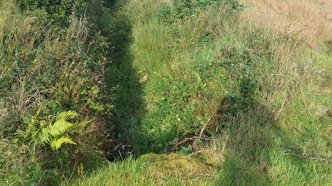 Sheepdog Leaps Into Muddy Gully