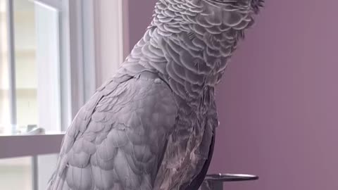 funniest parrot ever – big big kiss! 💋😂