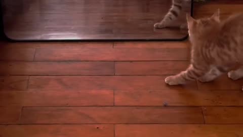 Cute Kitten Playing with Butterfly 🦋 | Funny Cat Video 2025