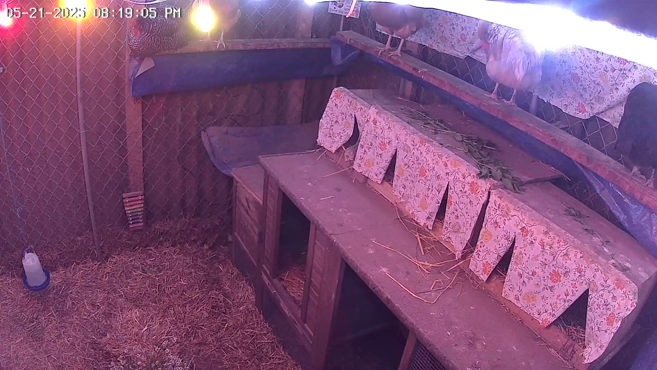 Wednesday Night Perch Up Cam2