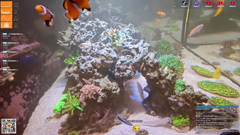 24/7 Real Live Reef Stream