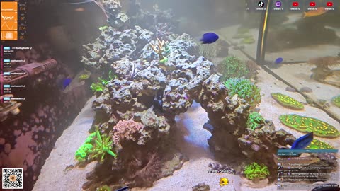 24/7 Real Live Reef Stream