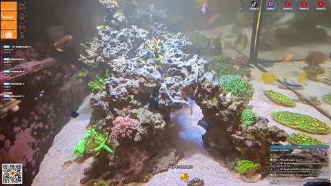 24/7 Real Live Reef Stream