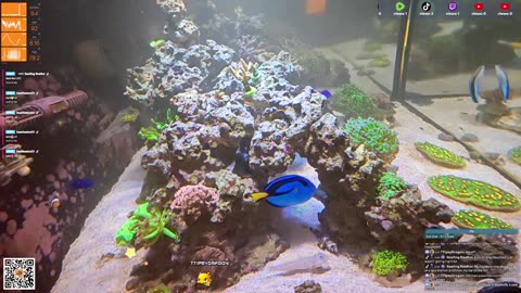 24/7 Real Live Reef Stream