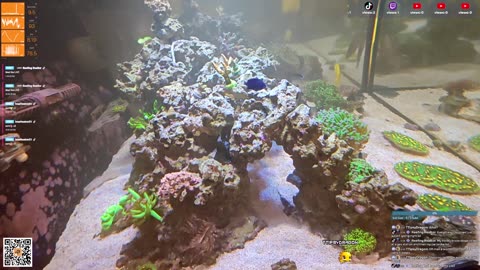 24/7 Real Live Reef Stream