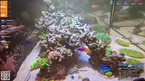 24/7 Real Live Reef Stream