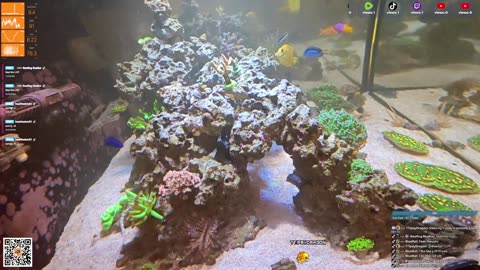 24/7 Real Live Reef Stream