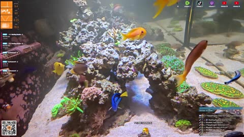 24/7 Real Live Reef Stream