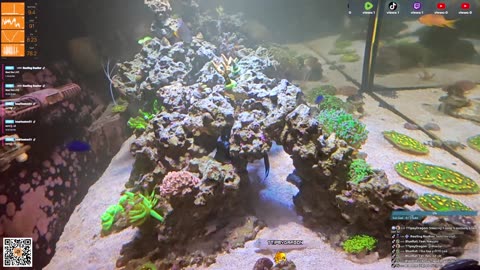 24/7 Real Live Reef Stream