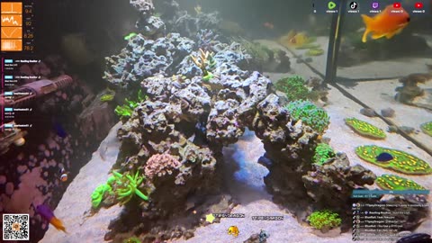 24/7 Real Live Reef Stream