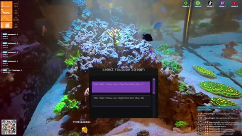 24/7 Real Live Reef Stream