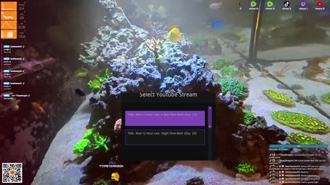 24/7 Real Live Reef Stream
