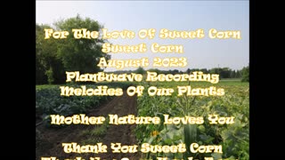 For The Love Of Sweet Corn Sweet Corn August 2023
