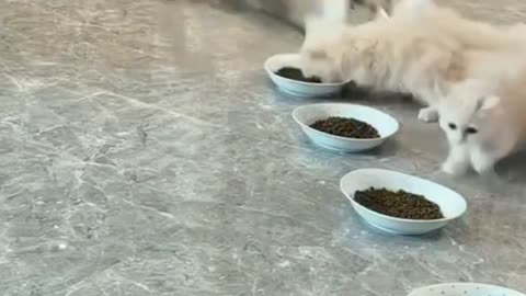 Cats op
