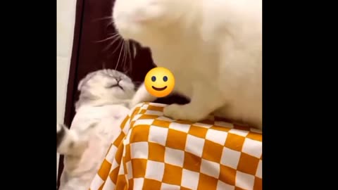 I'm sharing with you some of my pet kittens' mischievous moment, 