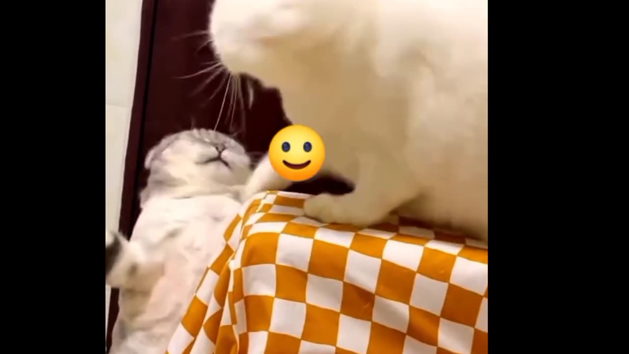 I'm sharing with you some of my pet kittens' mischievous moment, ‎