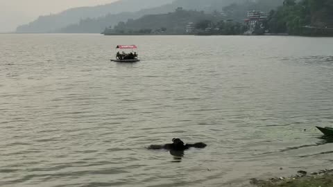 These two having a bath🥰#nepal #pokhara