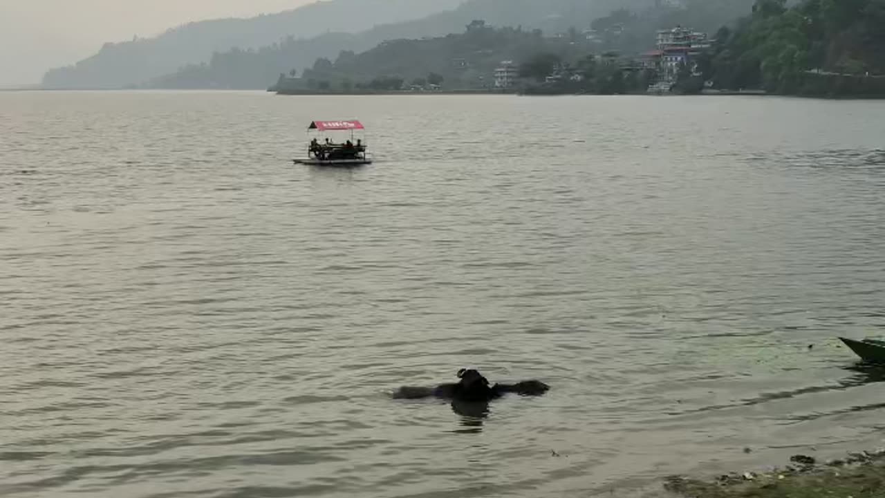 These two having a bath🥰#nepal #pokhara
