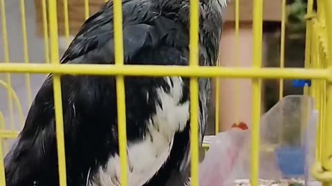 Me in a cage in the garden with my friends.