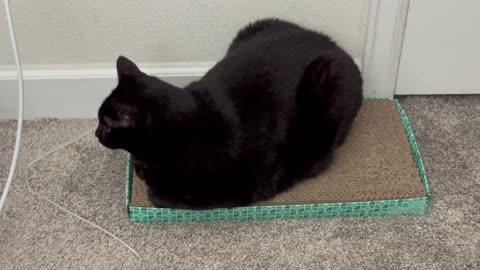 Cute Precious Piper Keeps a Strict Eye on the Office - Adopting a Cat from a Shelter Vlog