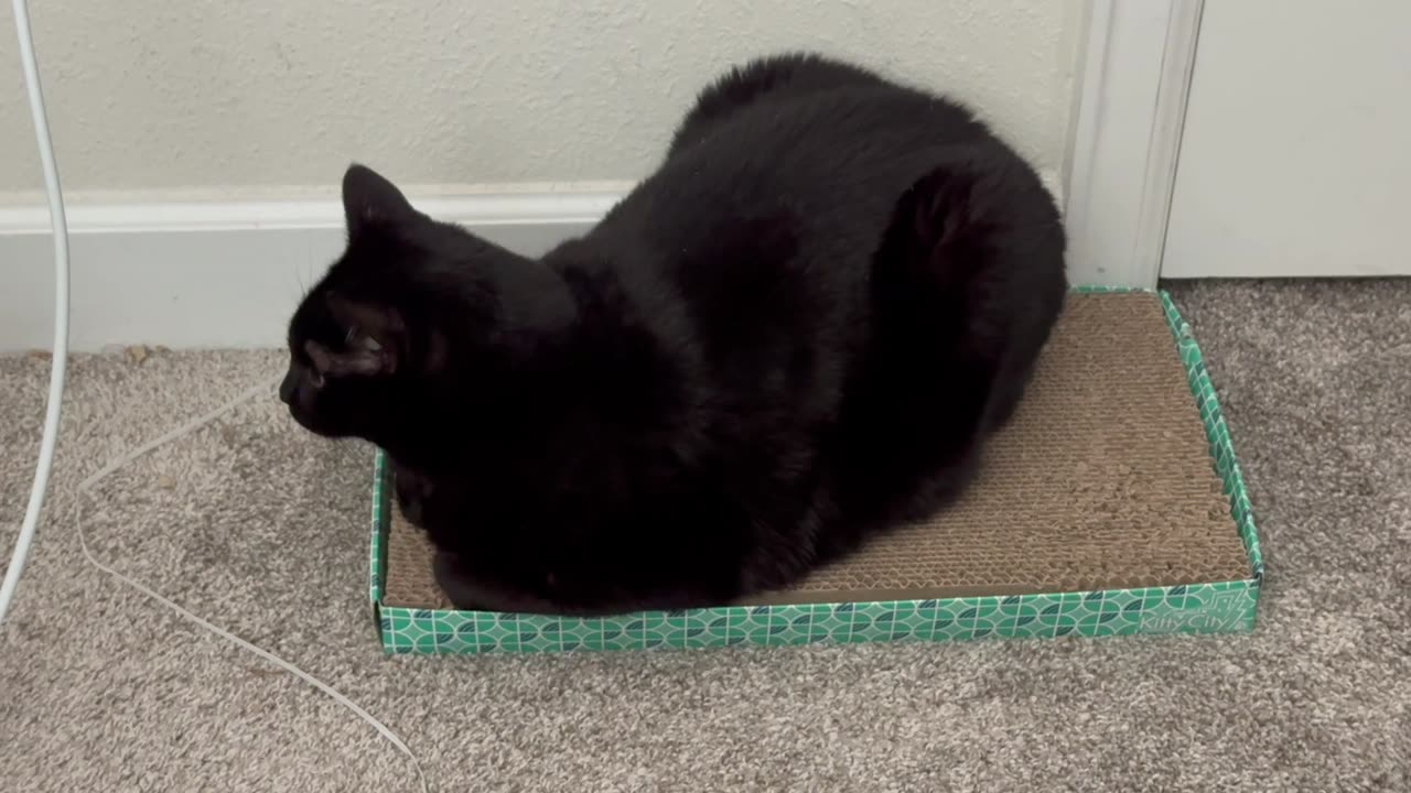 Cute Precious Piper Keeps a Strict Eye on the Office - Adopting a Cat from a Shelter Vlog