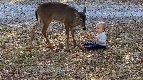 Toddler Loves Neighborhood Deer