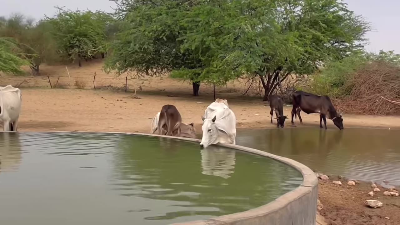 Real action scene shorts viral video