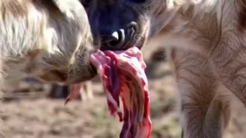 The Unforgiving Law of the Hyena Clan