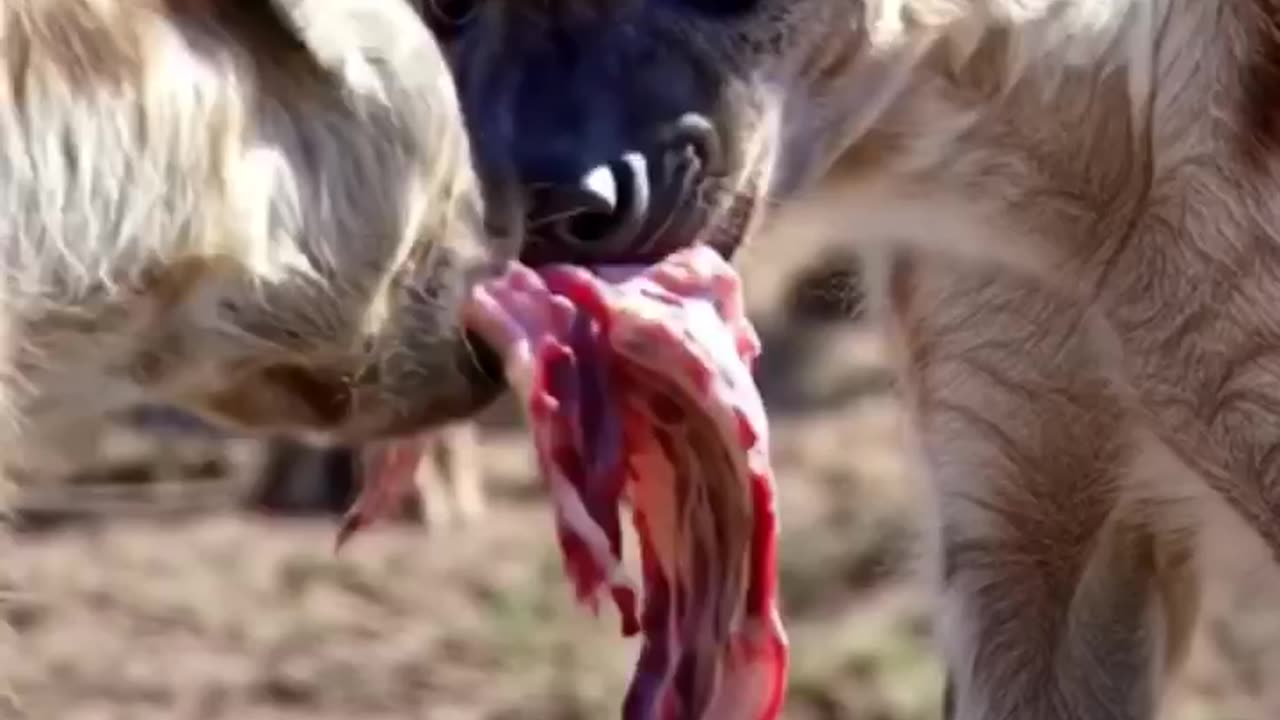 The Unforgiving Law of the Hyena Clan