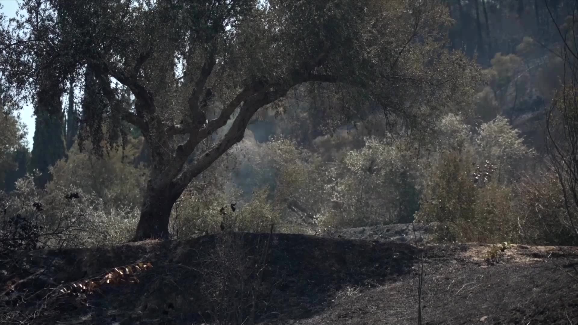 Greek farmer mourns 150-year-old olive trees lost to wildfire