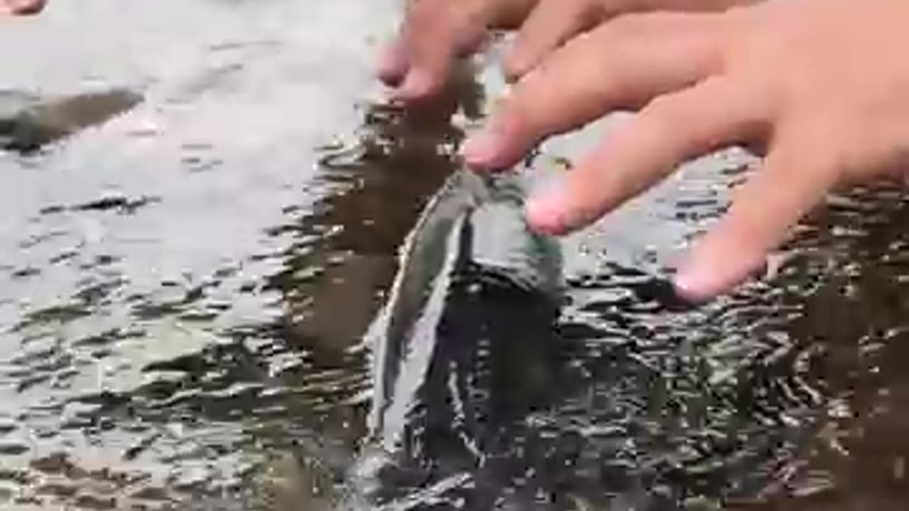 Breaking: I'll catch the fish soon! #delicious #mukbang