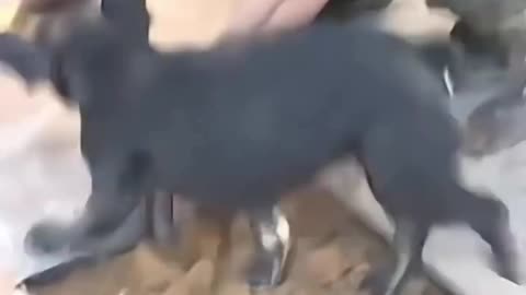 A Best Friend Teach You Love