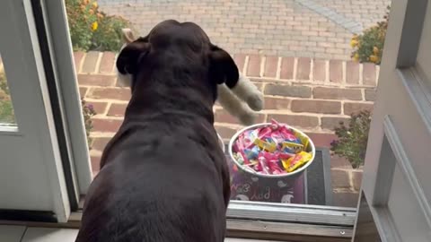 Belly-Dancing Dog Excited for Trick-or-Treaters