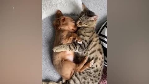 When Animals Meet New Toys #35