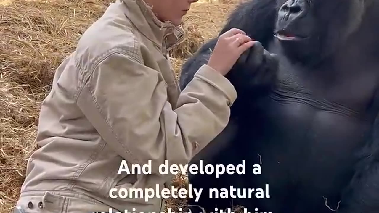 MOST LOVING SILVERBACK
