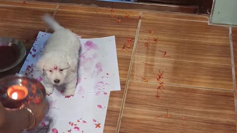 Welcoming Home a New Family Member