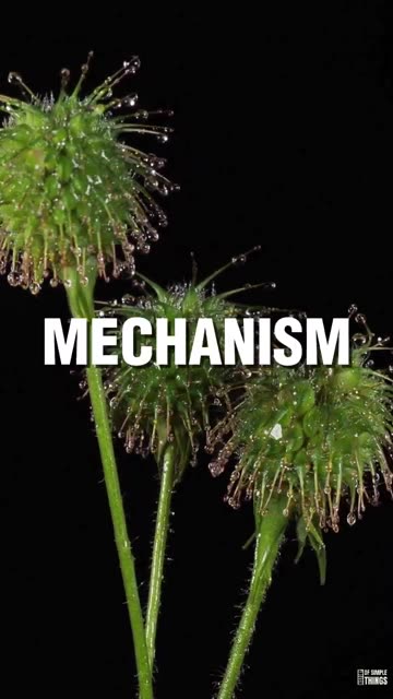 Velcro; A Sticky Situation