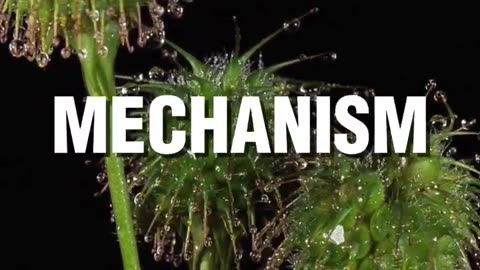 Velcro; A Sticky Situation