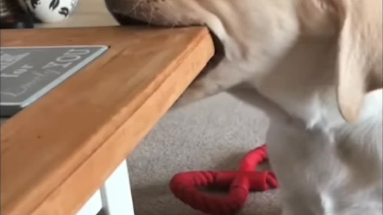 Dog very nice moments video