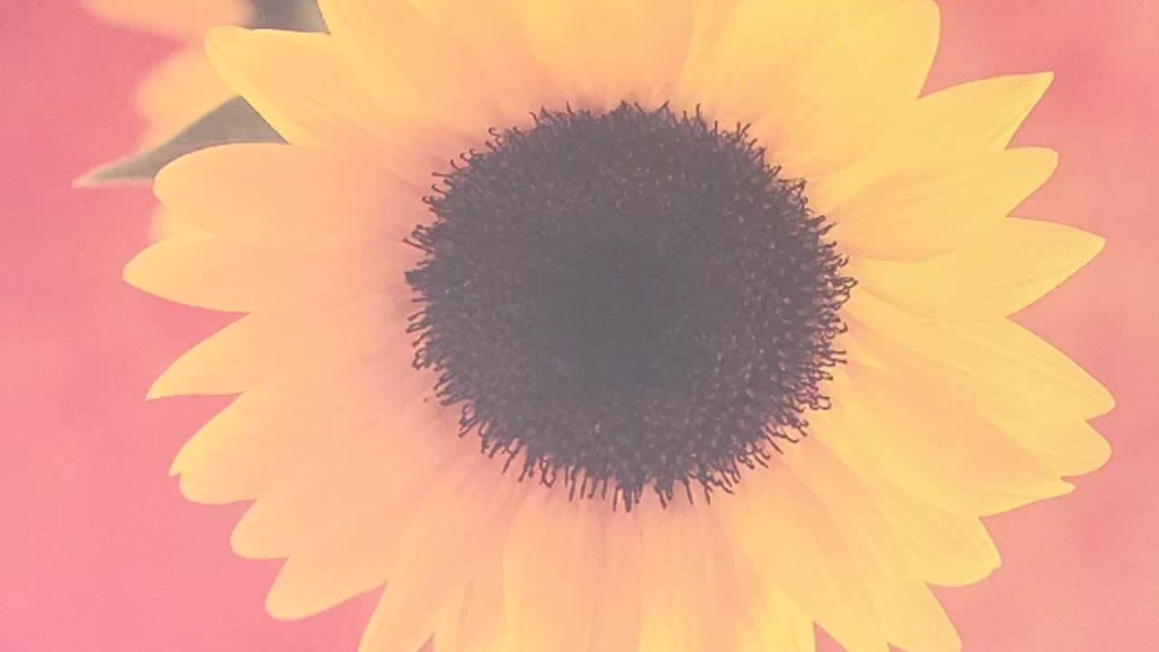 HUMMINGBIRD SONG BY A FEMALE VOCAL ENSEMBLE