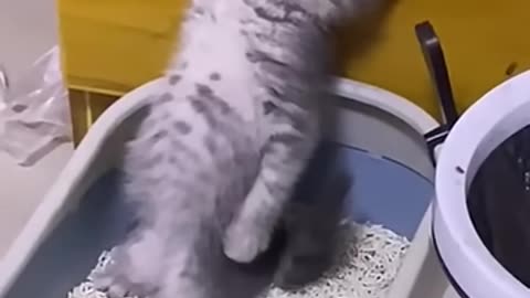 MY CAT & OTHER CATS FUNNIEST MOMENTS