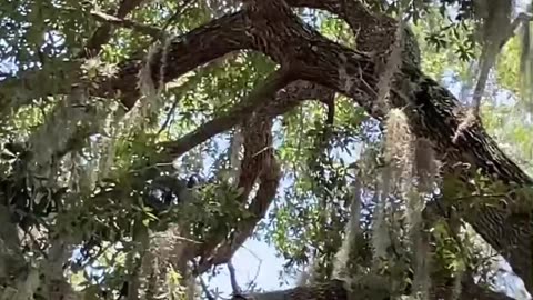 America 🐦‍⬛ Crow being a loud mouth! Watch till the end to see Fred🦎on the move.