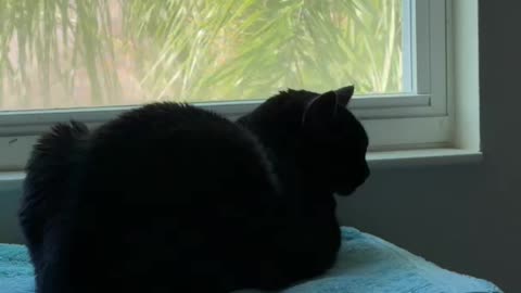 Cute Precious Piper is a Spa Loaf - My Adopted Shelter Cat Vlog. #shorts