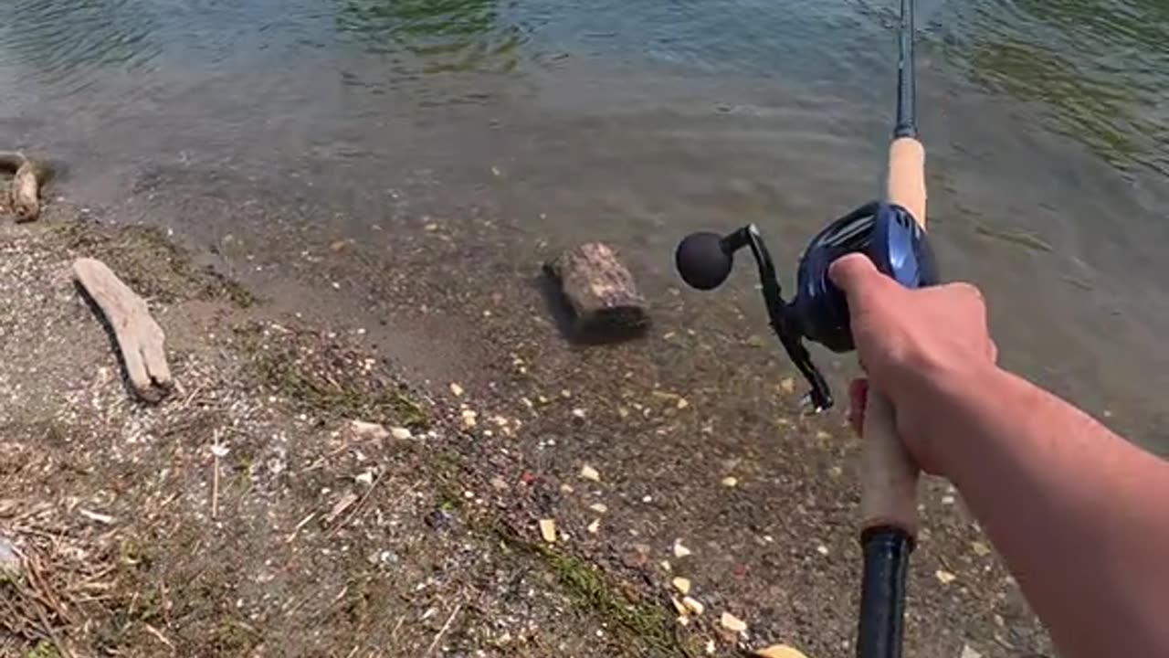 maybe big muskies