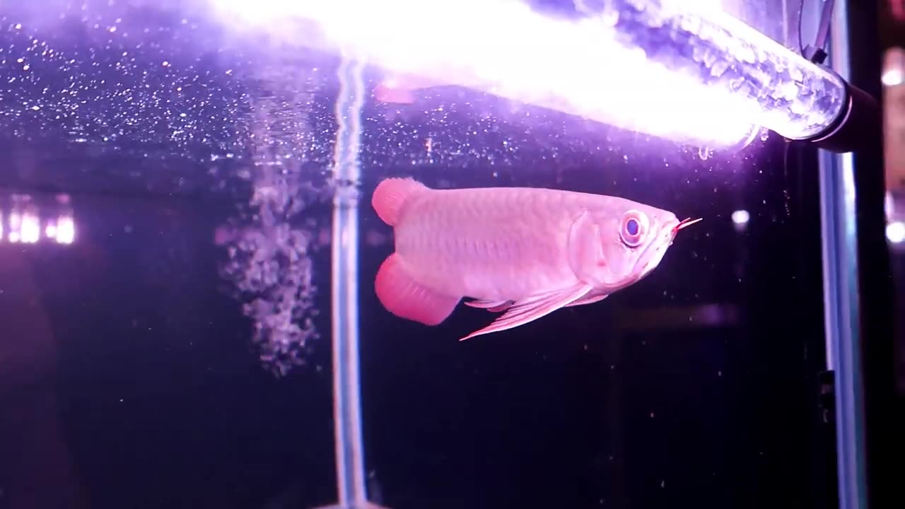 【龍爵士】25公分 翡翠炎龍