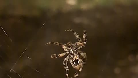 🤯✨ Watch This Intricate Orb Weaving Pattern Unfold! | FeedMyCuriosity